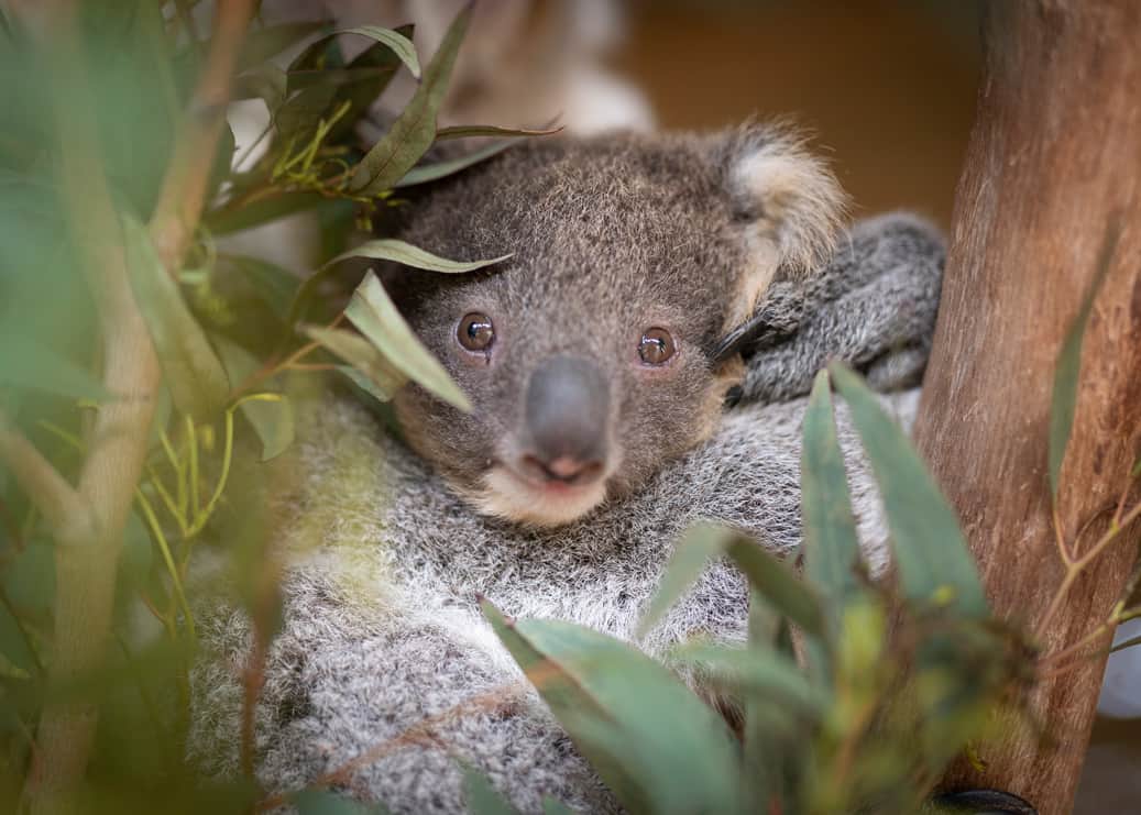 Symbio Wildlife Park School Excursions