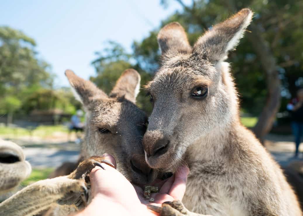 Symbio Wildlife Park School Excursions