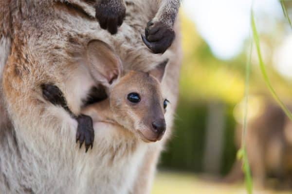 Journey to Symbio Wildlife Park Childcare Excursion